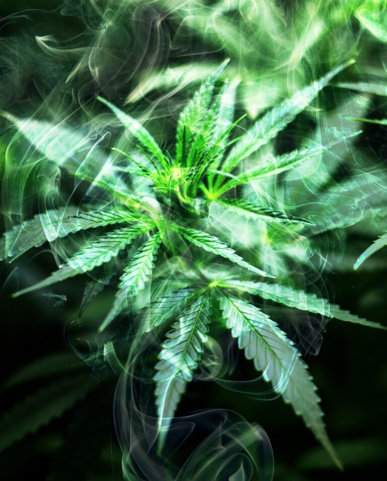 De rol van THC in je gezondheid